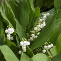 CONVALLARIA - Majalis